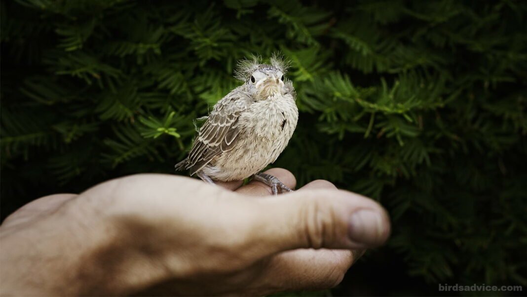 How To Save A Baby Bird From Dying? Birds Advice