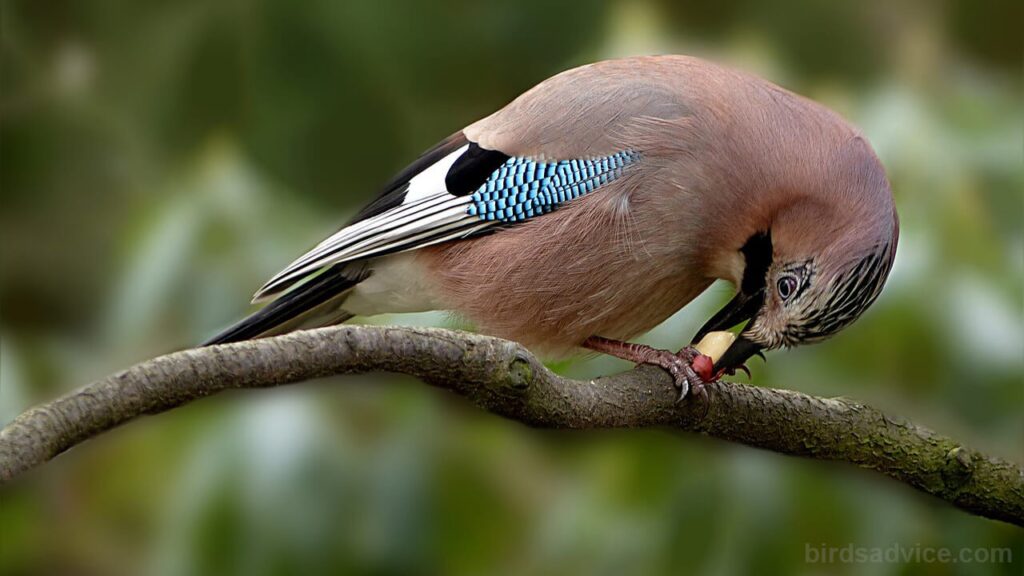 What Can Birds Not Eat? 12 TOXIC FOODS Birds Advice