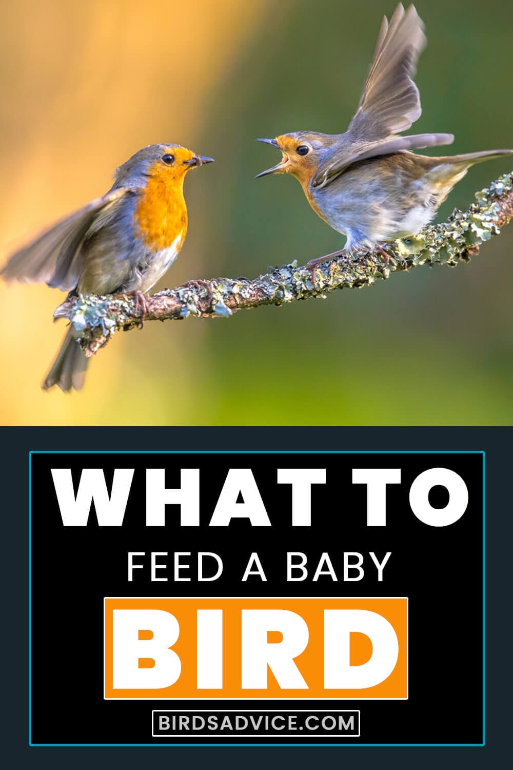 What to Feed a Baby Bird without Feathers? Birds Advice