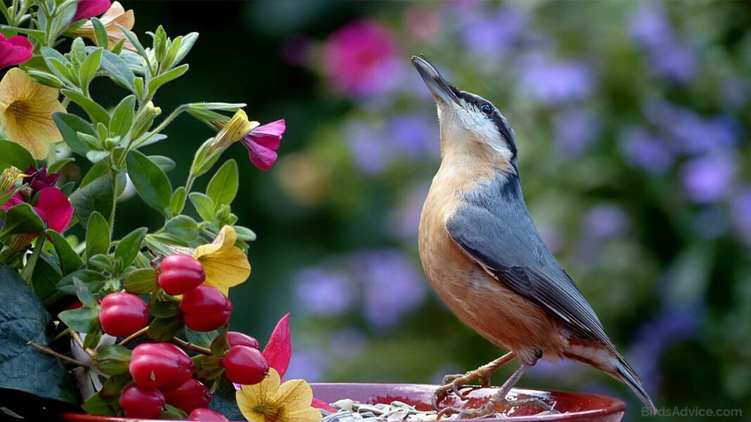 What To Feed Birds From The Kitchen? 13 Items Birds Advice