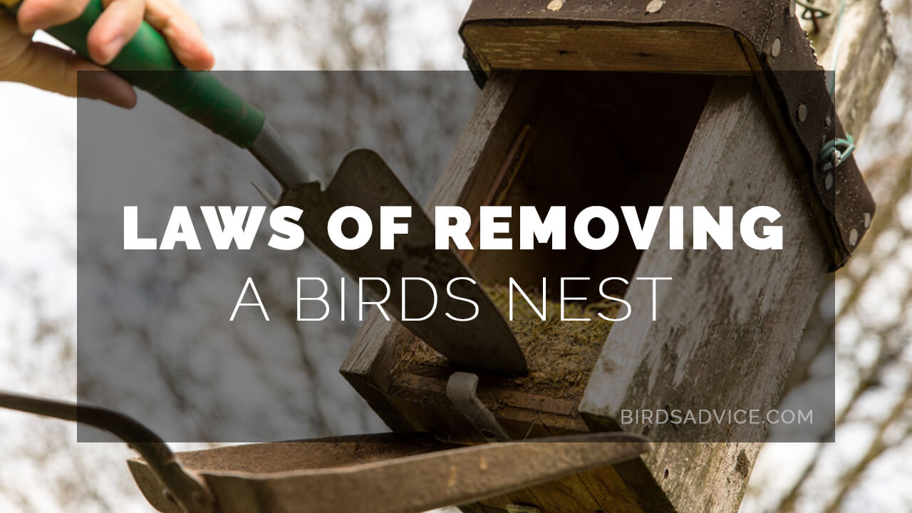 How To Remove A Birds Nest With Eggs? 5 Steps Solution