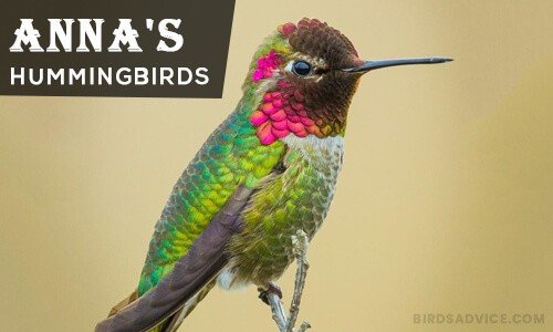 Anna's Hummingbirds | Where Do Hummingbirds Go in the Winter?