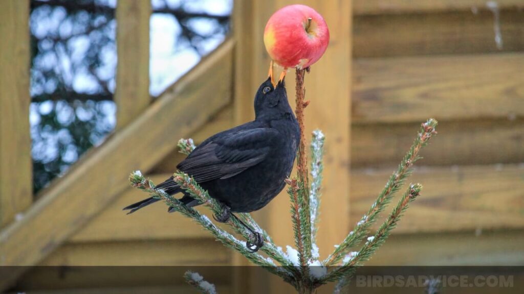 What Do Birds Eat In The Wild? A Complete Guide
