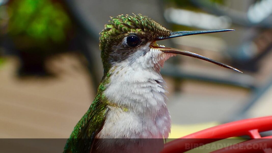 When To Stop Feeding Hummingbirds? Birds Advice