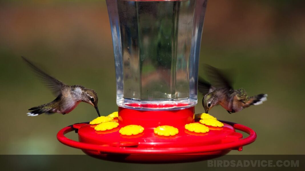 When To Feed Hummingbirds? Put Feeders Out On Time