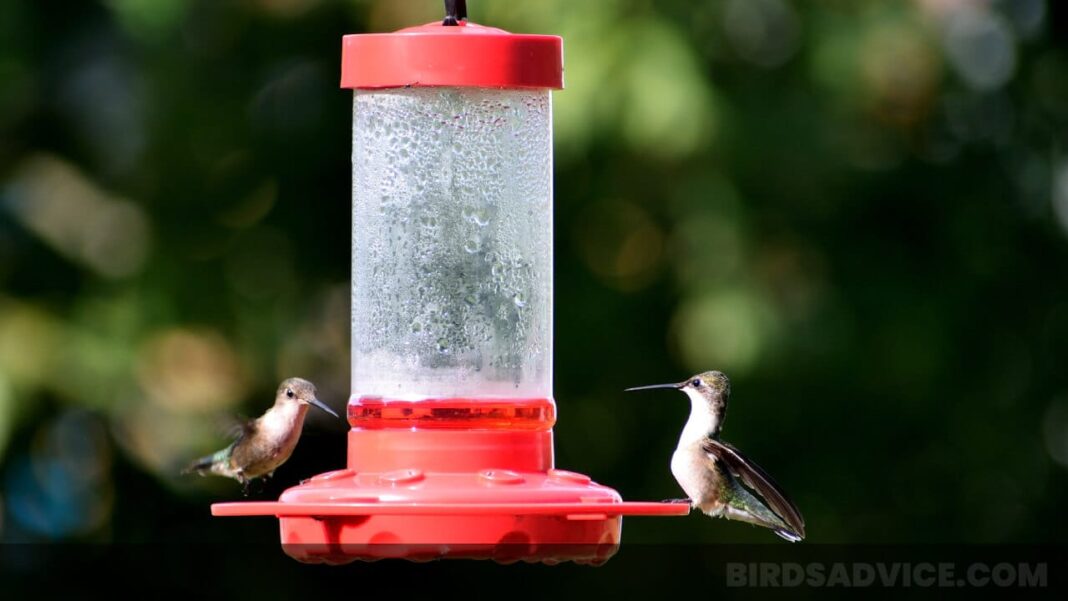 Where To Hang Hummingbird Feeder Sun Or Shade?