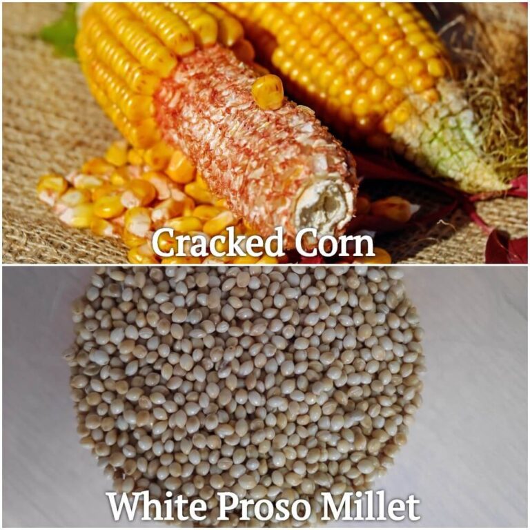 What Do Birds Eat in the Winter? Winter Food Birds Advice