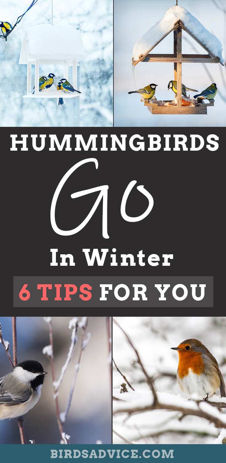 Where Do Hummingbirds Go In The Winter 6 Tips For You Where do hummingbirds go in the winter 6 tips for you