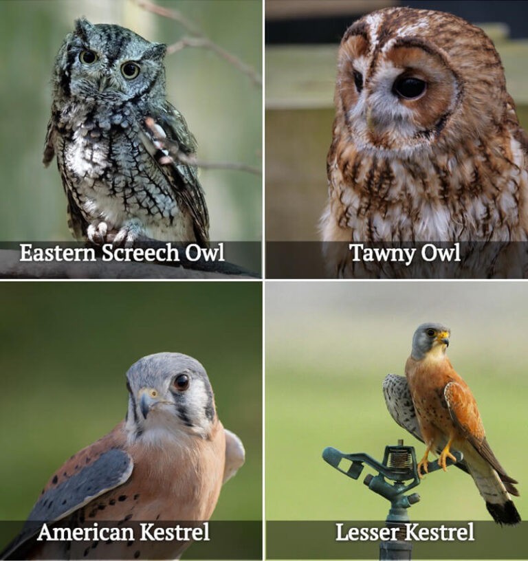 Do Birds Use Birdhouses In Winter? 10 Birds Birds Advice