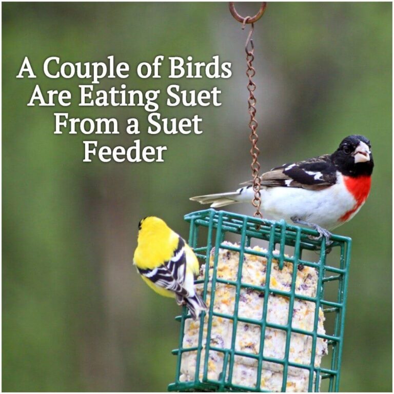 What Do Birds Eat in the Winter? Winter Food Birds Advice