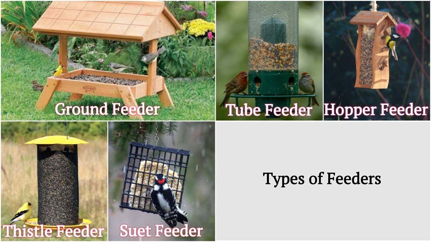 What Do Birds Eat in the Winter? Winter Food Birds Advice