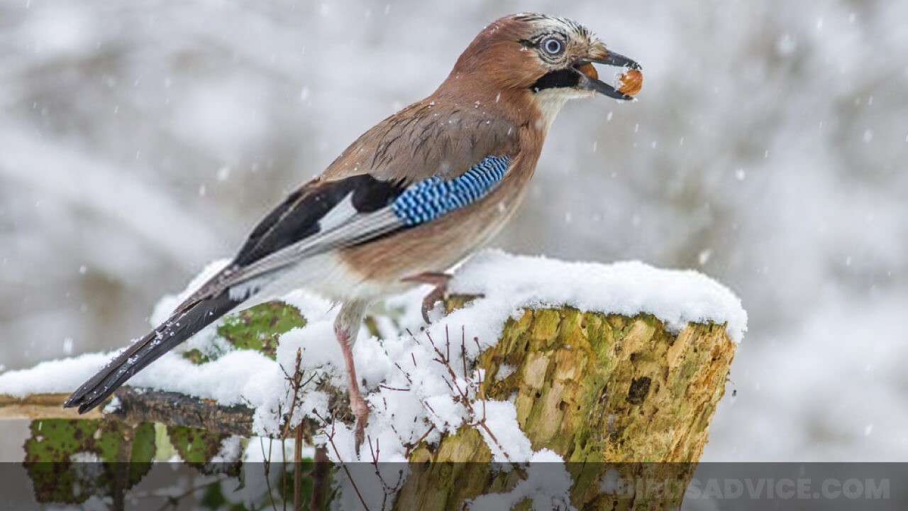 What Do Birds Eat in the Winter? Winter Food | Birds Advice