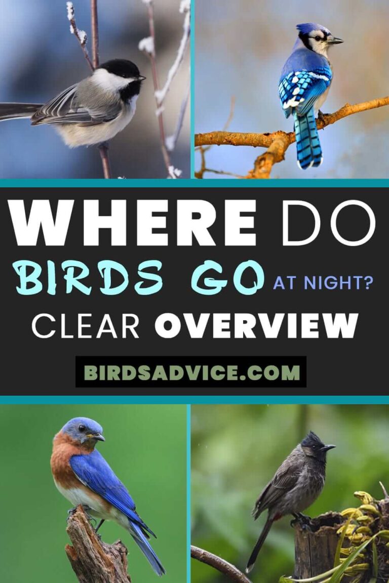 Where Do Birds Go At Night? Clear Overview For Birds Lover