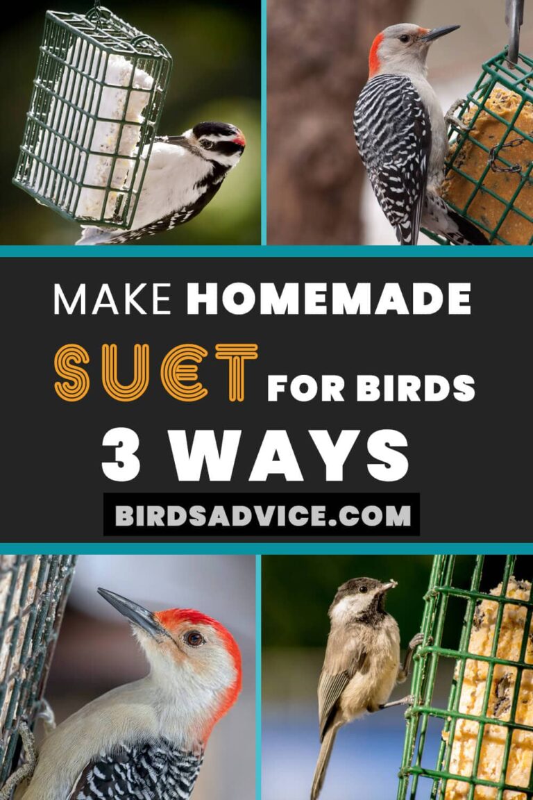 How to Make Homemade Suet for Birds? 3 Easiest Ways