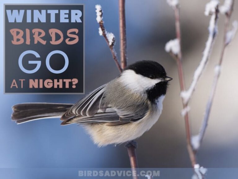 Where Do Birds Go At Night? Clear Overview For Birds Lover