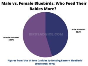 What Do Bluebirds Eat? Diet Overview | Best Exclusive Tips