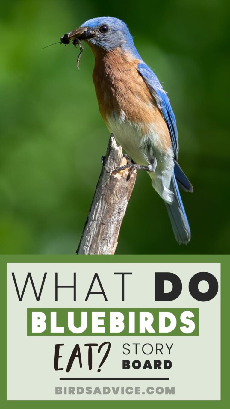 What Do Bluebirds Eat? Diet Overview Best Exclusive Tips