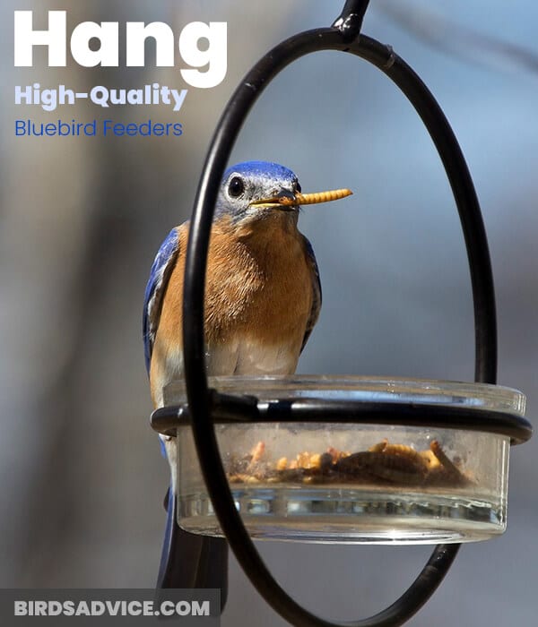 Hang High-Quality Bluebird Feeders