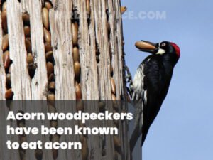 What Do Woodpeckers Eat? 10 Most Common Foods