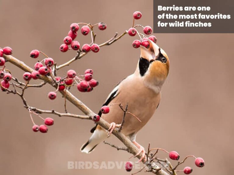 What Do Finches Eat? A Complete Guide Of Feeding Finches