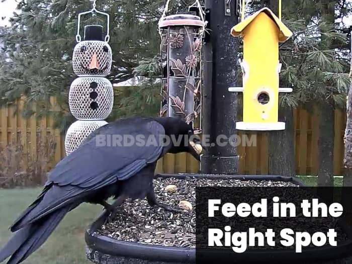 Feed in the Right Spot