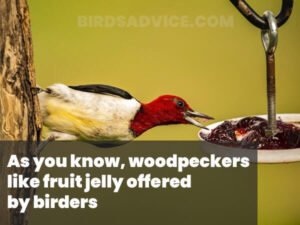 What Do Woodpeckers Eat? 10 Most Common Foods