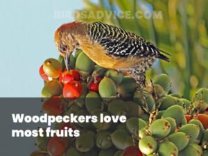 What Do Woodpeckers Eat? 10 Most Common Foods