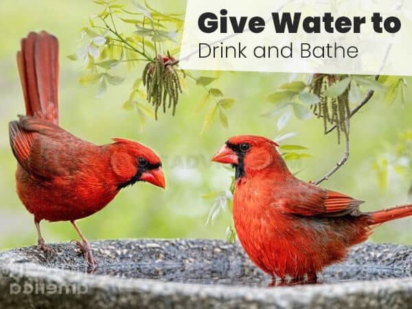 Give Water to Drink and Bathe