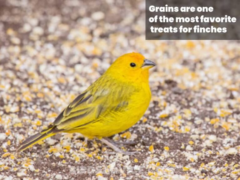 What Do Finches Eat? A Complete Guide Of Feeding Finches