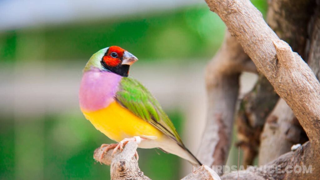 How To Attract Finches, Goldfinches To Your Yard 12 Tips