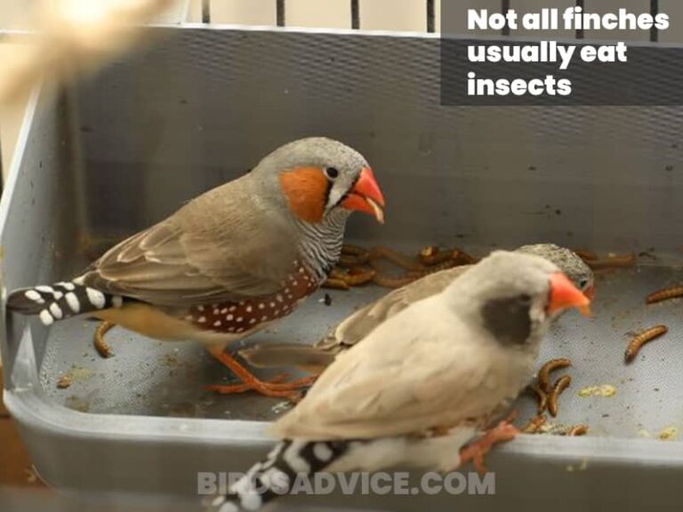 What Do Finches Eat? A Complete Guide Of Feeding Finches