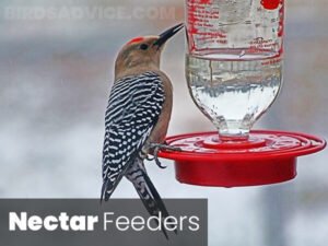 What Do Woodpeckers Eat? 10 Most Common Foods