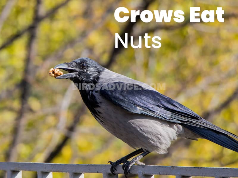 Crows eat nuts