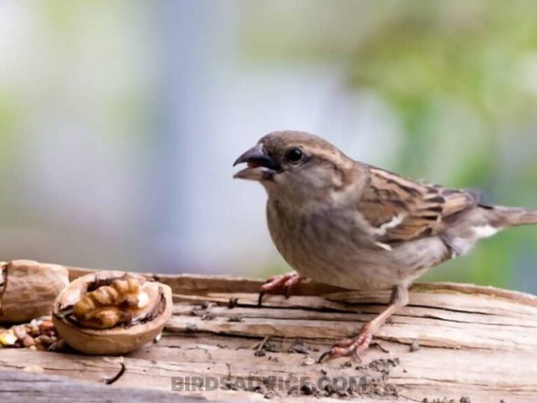 What Do Sparrows Eat? A Complete Guide of Feeding Sparrows