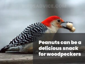 What Do Woodpeckers Eat? 10 Most Common Foods