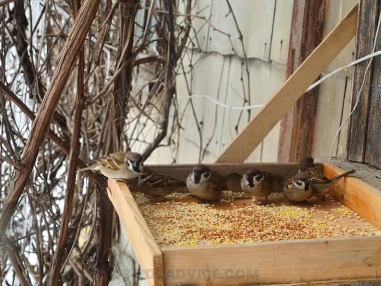 How To Attract Sparrows To Your Yard 10 Best Tips