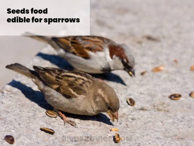 What Do Sparrows Eat? A Complete Guide of Feeding Sparrows