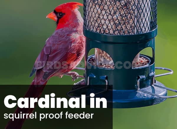 Squirrel proof feeder for cardinals