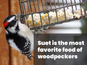 What Do Woodpeckers Eat? 10 Most Common Foods