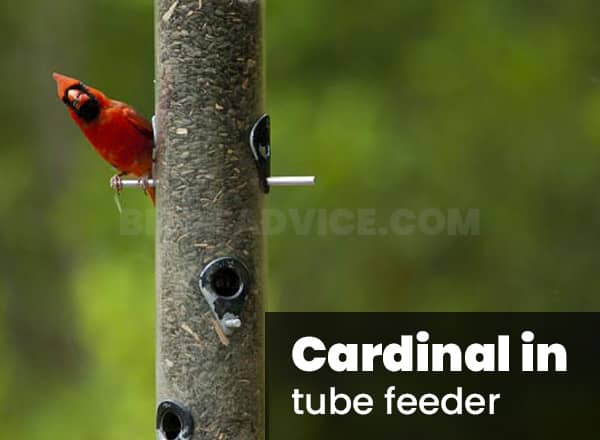 Tube feeder for cardinals