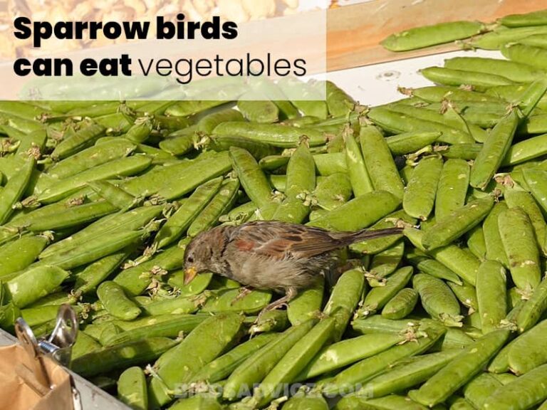 What Do Sparrows Eat? A Complete Guide of Feeding Sparrows