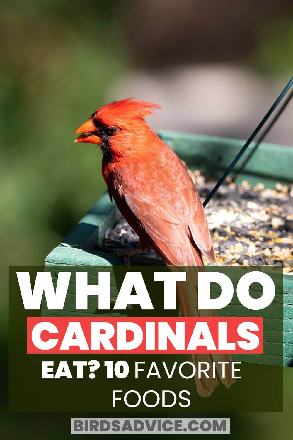 What Do Cardinals Eat? 10 Favorite Foods Birds Advice