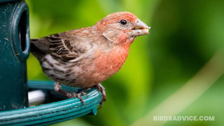 What Do Finches Eat? A Complete Guide Of Feeding Finches