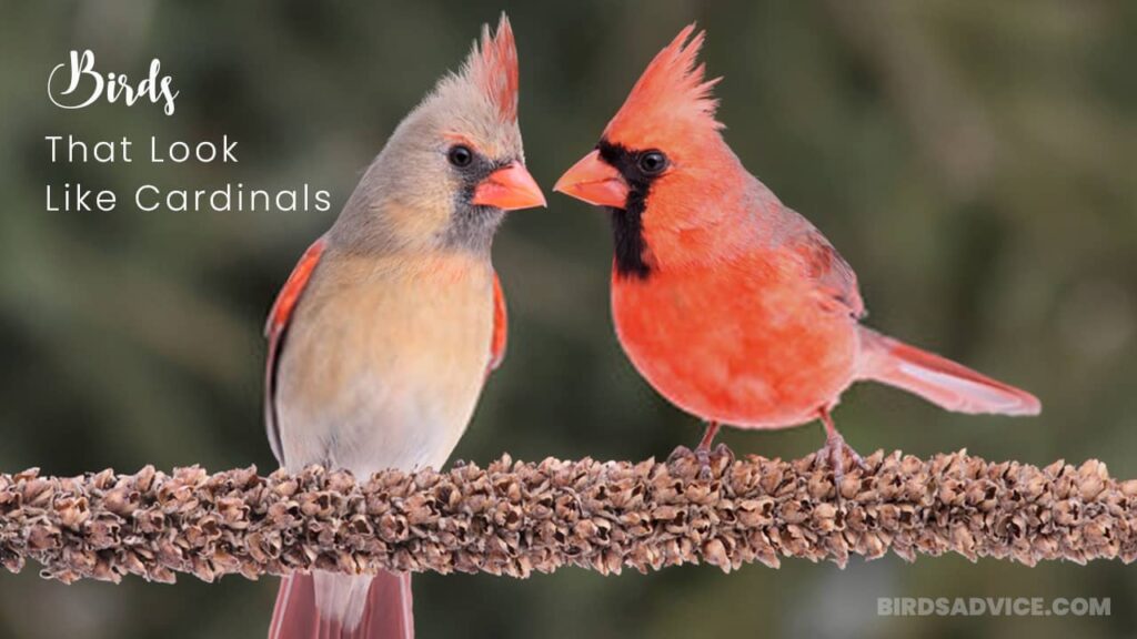 Weird Look In Cardinal 5 Birds That Look Like Cardinals | Northern Cardinal