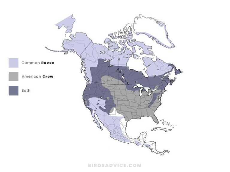 Crows Vs Ravens | They Are Not The Same | Birds Advice