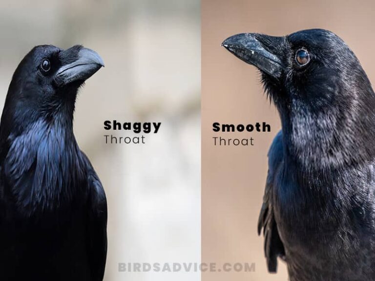 Crows Vs Ravens They Are Not The Same Birds Advice