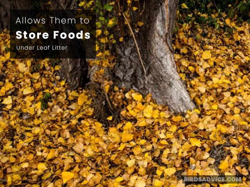 Allows Them to Store Foods under Leaf Litter