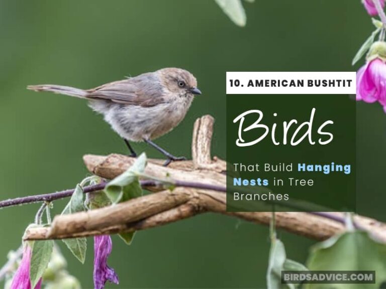 10 Birds That Make Hanging Nests Pendulous Nest Birds