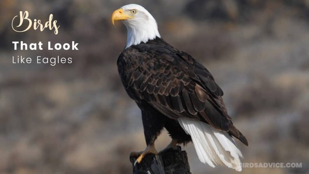 10 Birds That Look Like Eagles Bald Eagle Birds Advice
