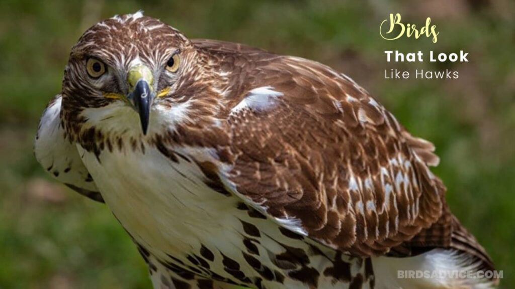Birds That Look Like Hawks